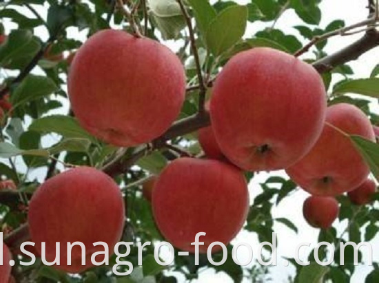 Red Fuji Apple With Good Health And Quality